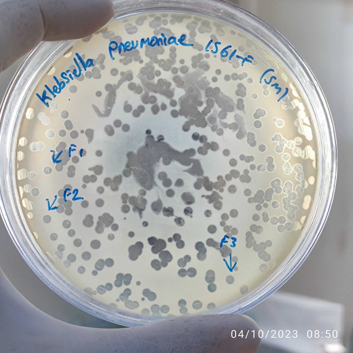 Klebsiella pneumoniae bacteriophage 181561F