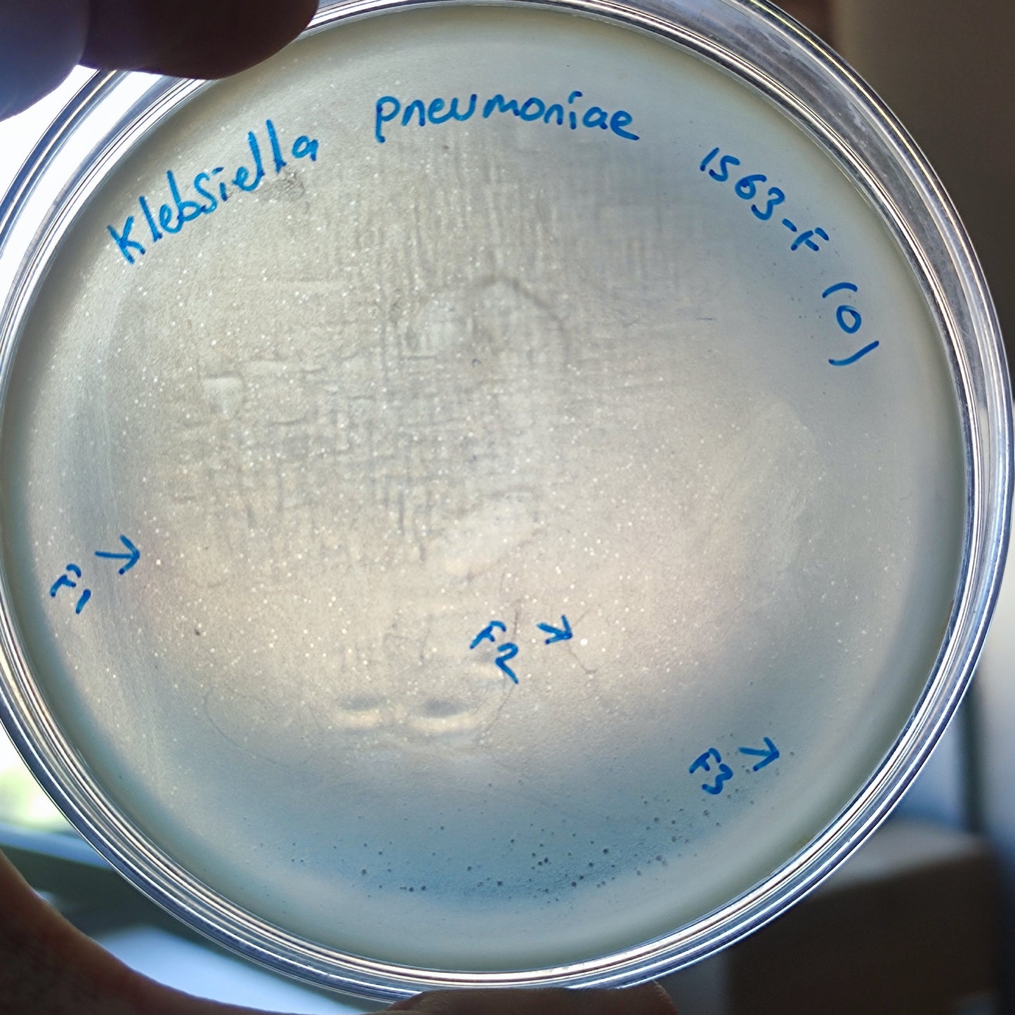 Klebsiella pneumoniae bacteriophage 181563F