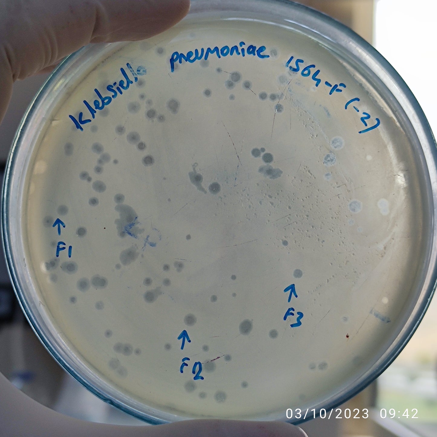 Klebsiella pneumoniae bacteriophage 181564F