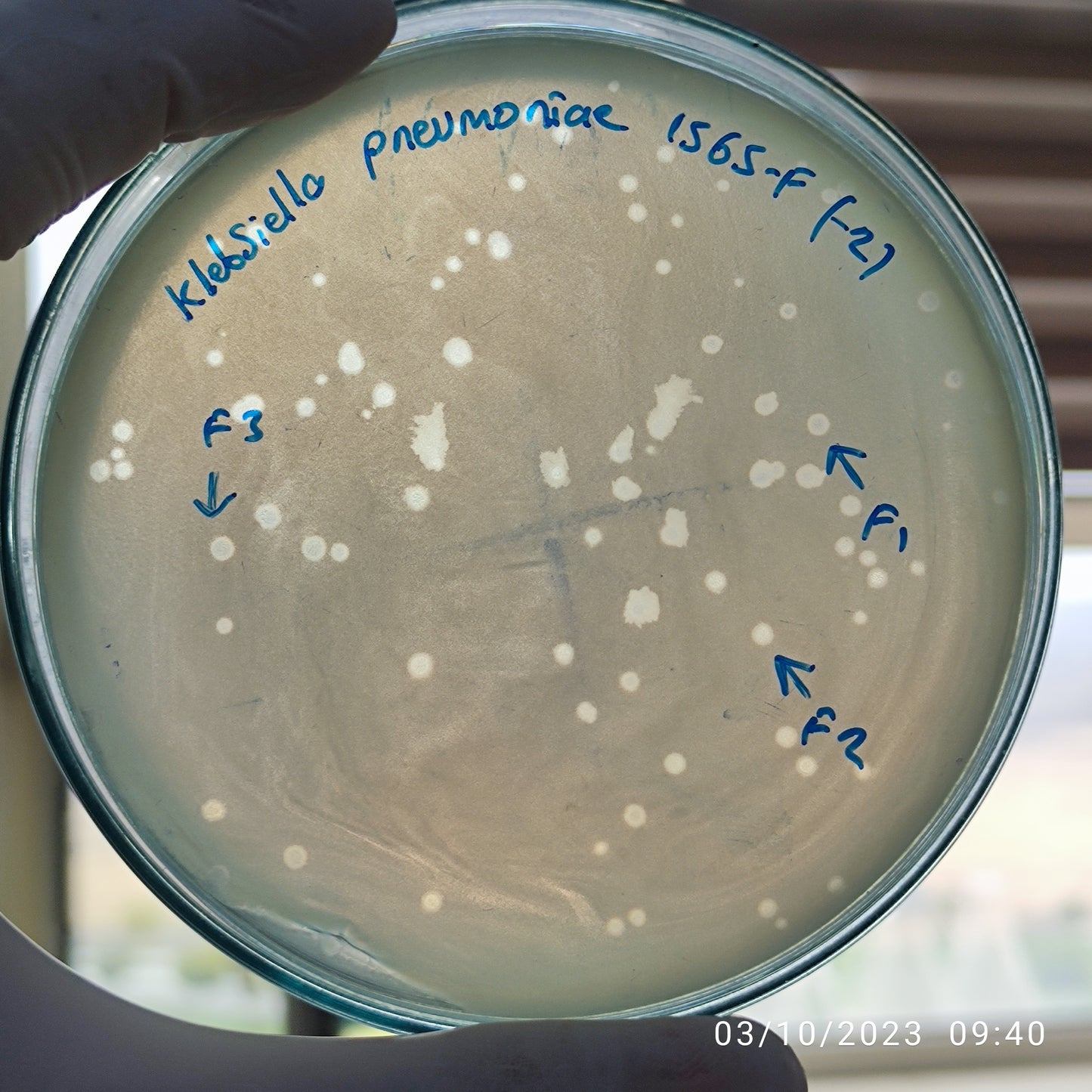 Klebsiella pneumoniae bacteriophage 181565F