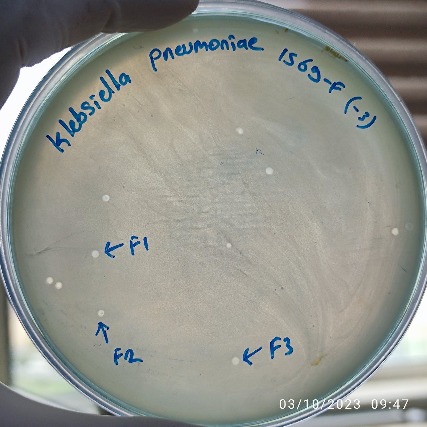 Klebsiella pneumoniae bacteriophage 181569F