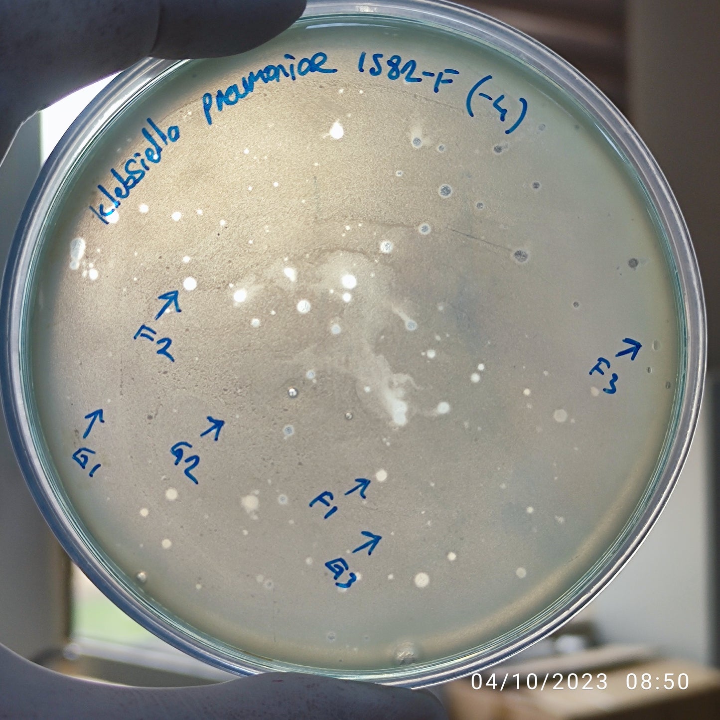 Klebsiella pneumoniae bacteriophage 181582F