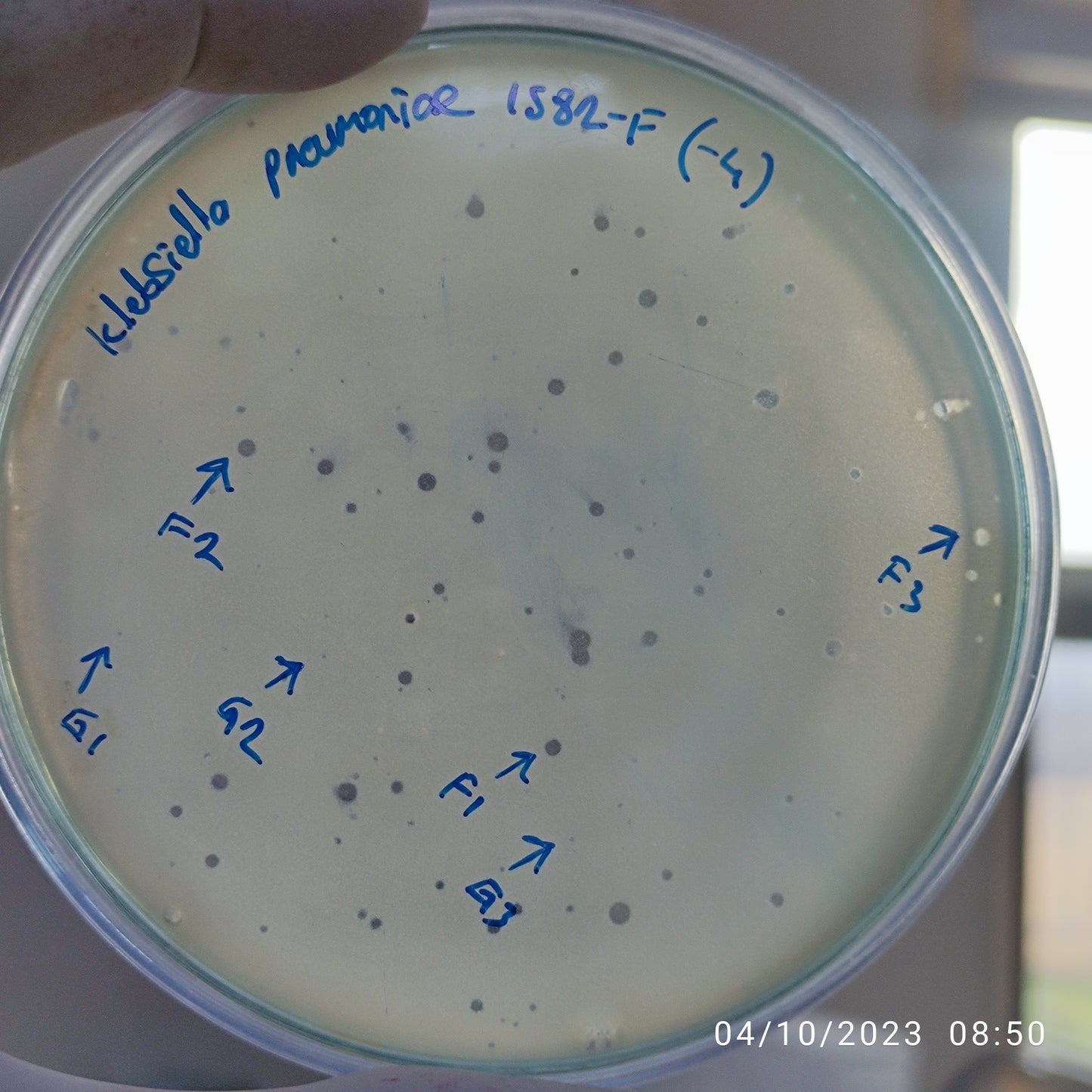 Klebsiella pneumoniae bacteriophage 181582G