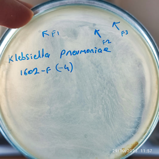 Klebsiella pneumoniae bacteriophage 181602F