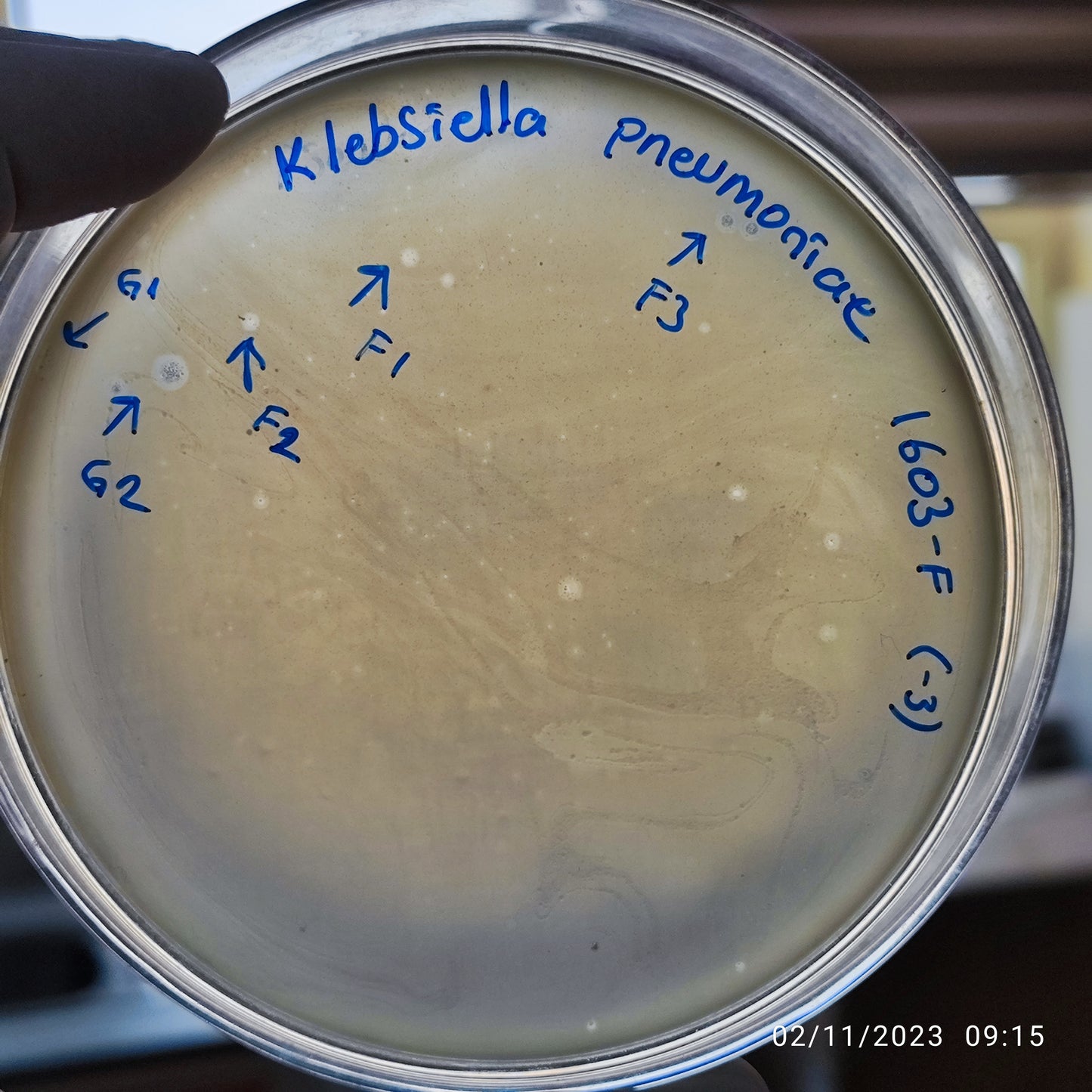 Klebsiella pneumoniae bacteriophage 181603F