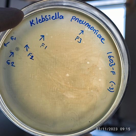 Klebsiella pneumoniae bacteriophage 181603G