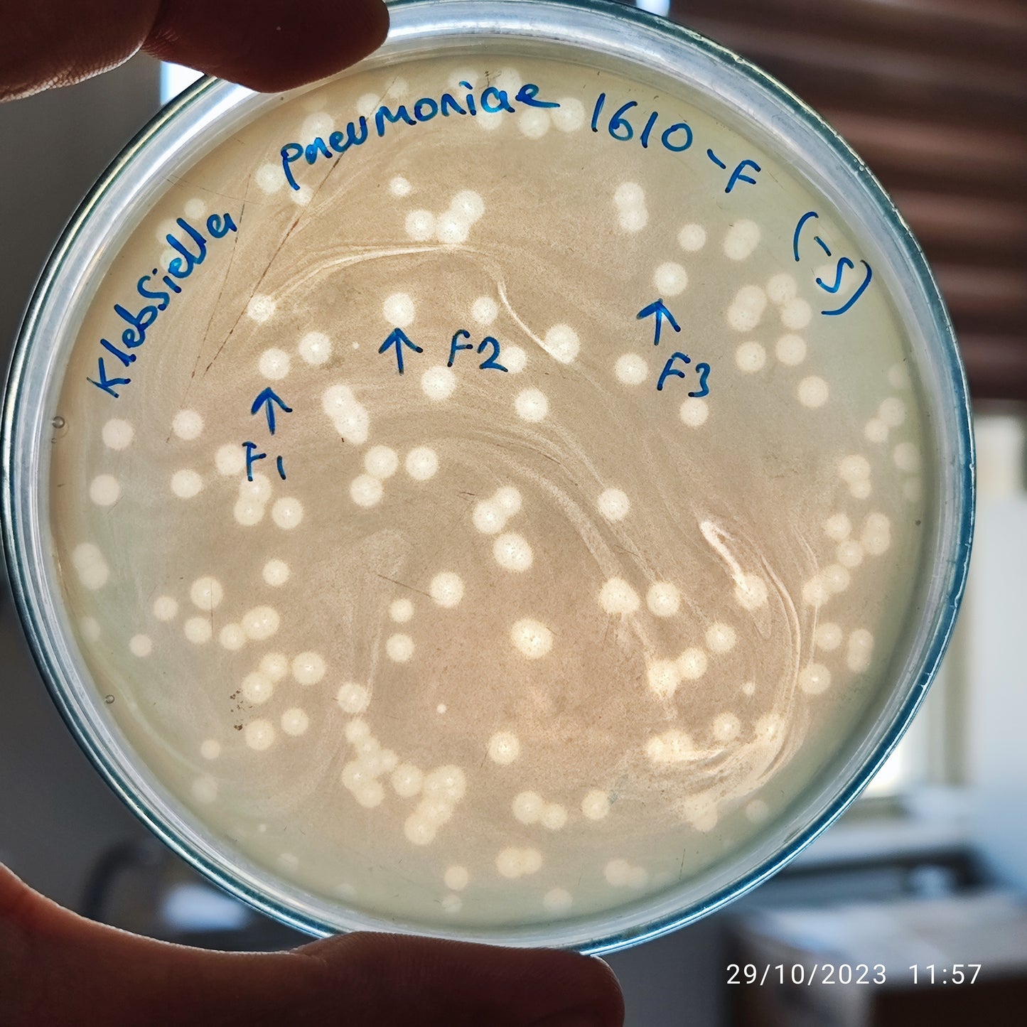 Klebsiella pneumoniae bacteriophage 181610F