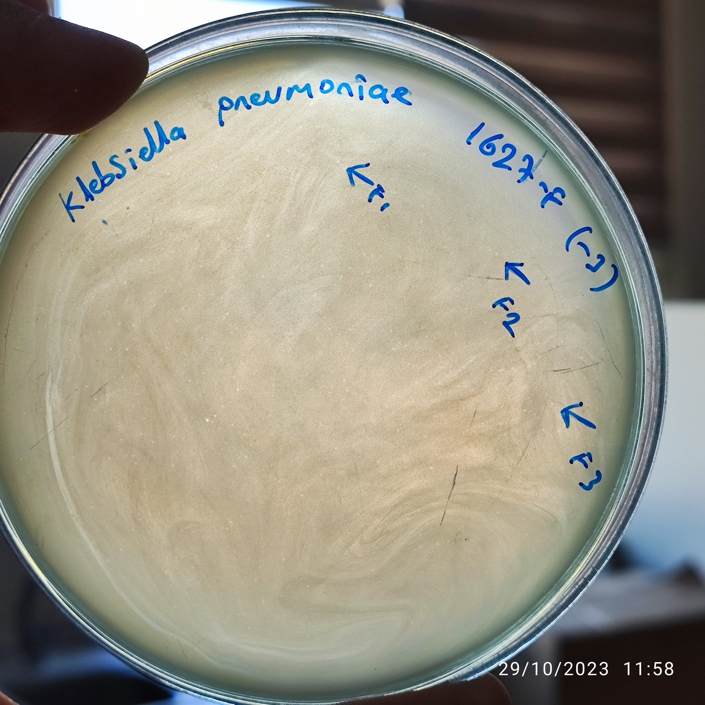 Klebsiella pneumoniae bacteriophage 181627F