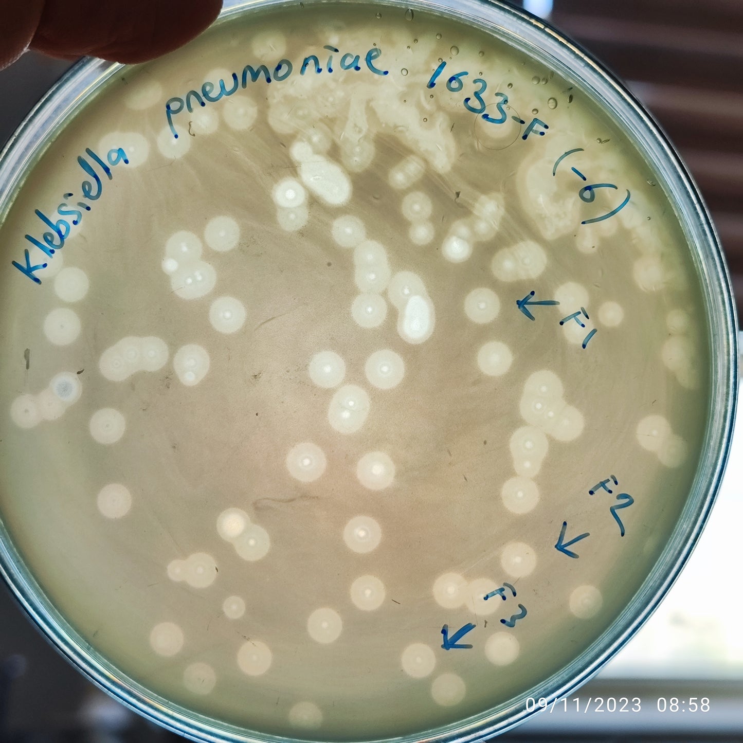 Klebsiella pneumoniae bacteriophage 181633F