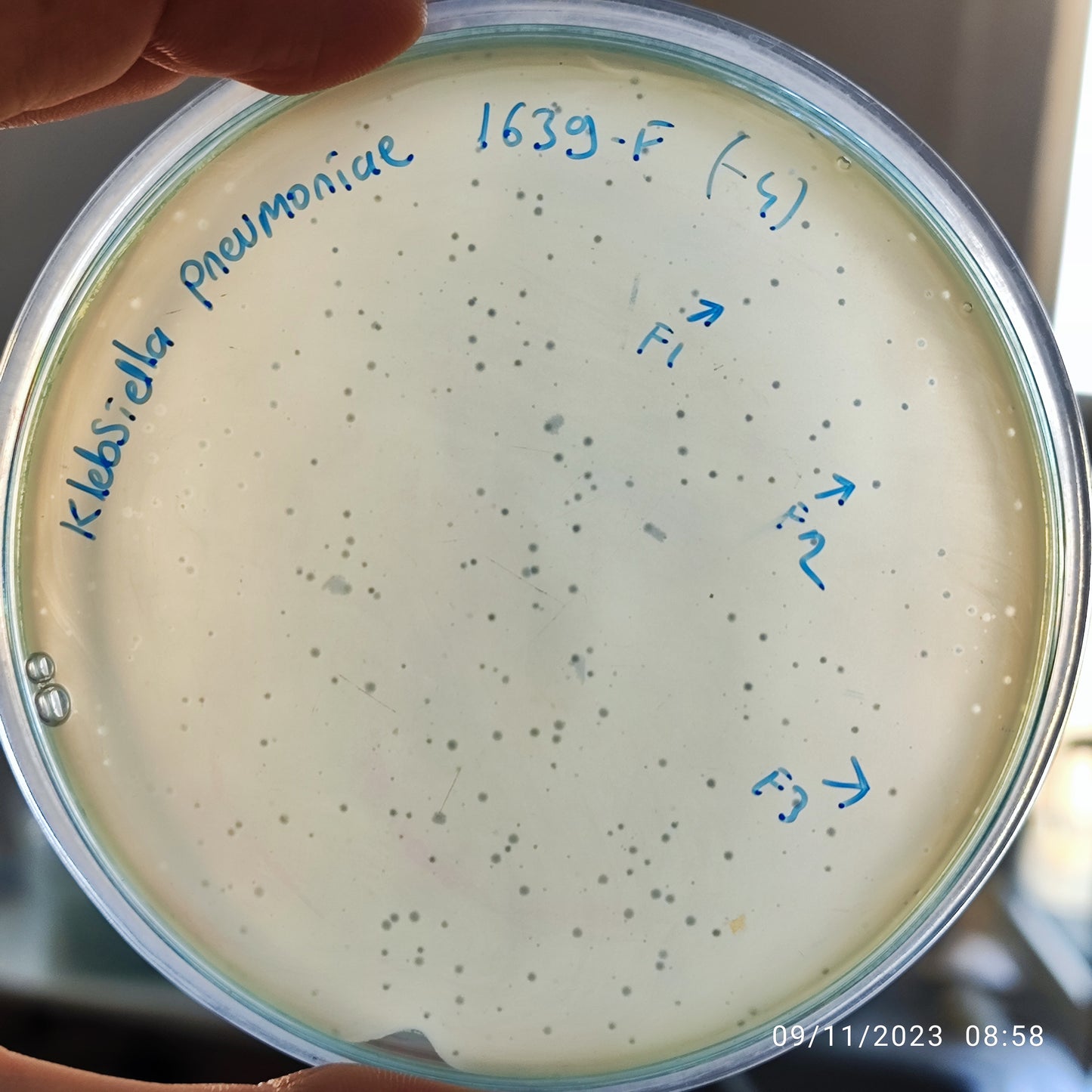 Klebsiella pneumoniae bacteriophage 181639F