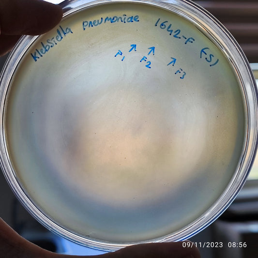 Klebsiella pneumoniae bacteriophage 181642F