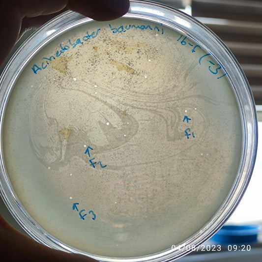 Acinetobacter baumannii bacteriophage 120016F
