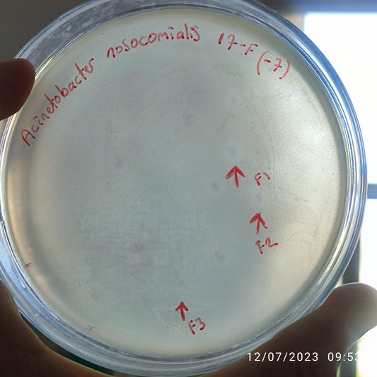 Acinetobacter nosocomialis bacteriophage 128017F