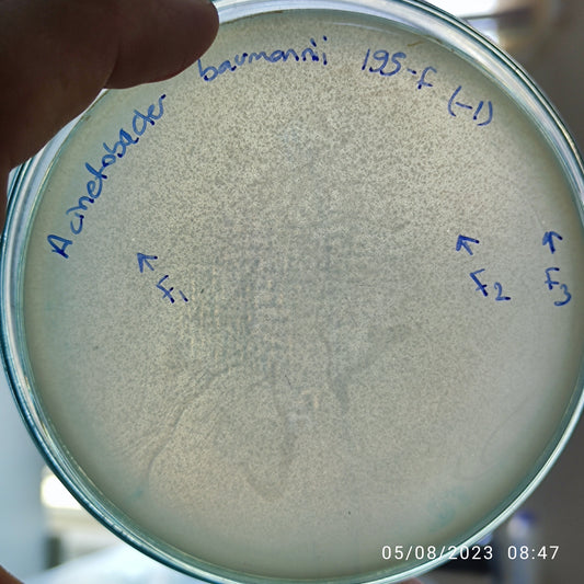Acinetobacter baumannii bacteriophage 120195F