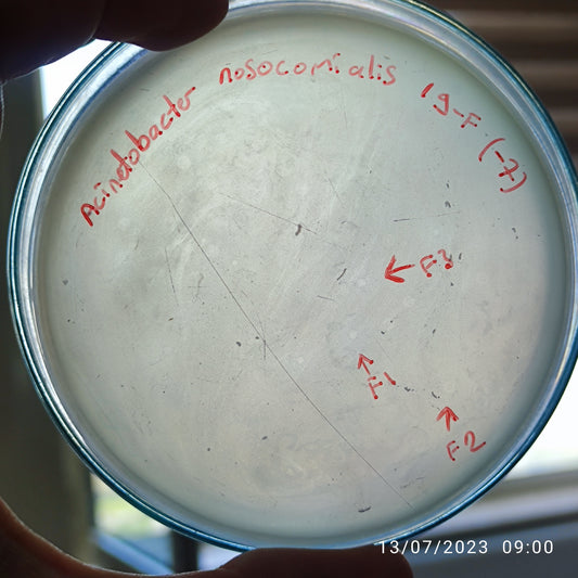 Acinetobacter nosocomialis bacteriophage 128019F