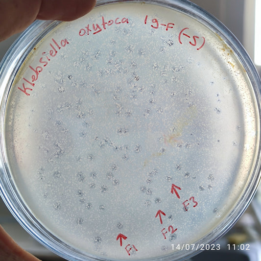 Klebsiella oxytoca bacteriophage 188019F