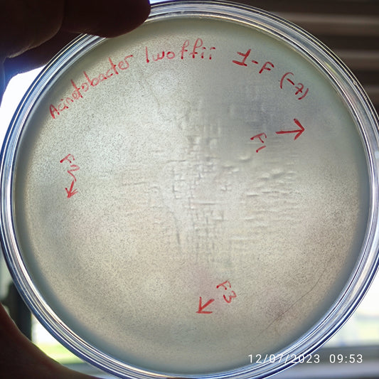 Acinetobacter lwoffii bacteriophage 128001F