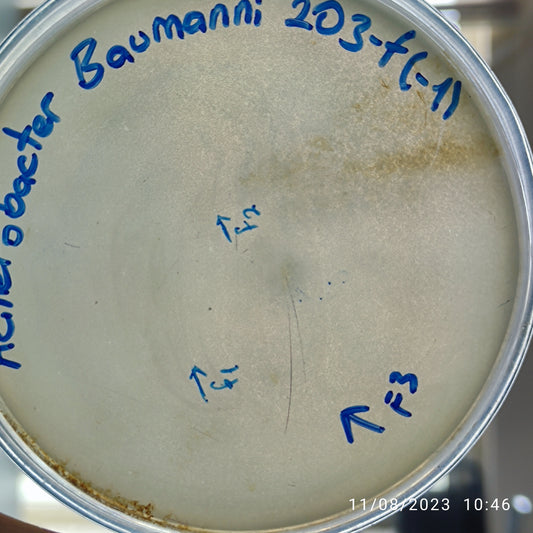 Acinetobacter baumannii bacteriophage 120203F
