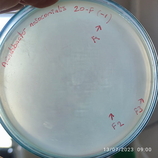 Acinetobacter nosocomialis bacteriophage 128020F