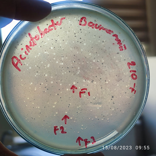 Acinetobacter baumannii bacteriophage 120210F