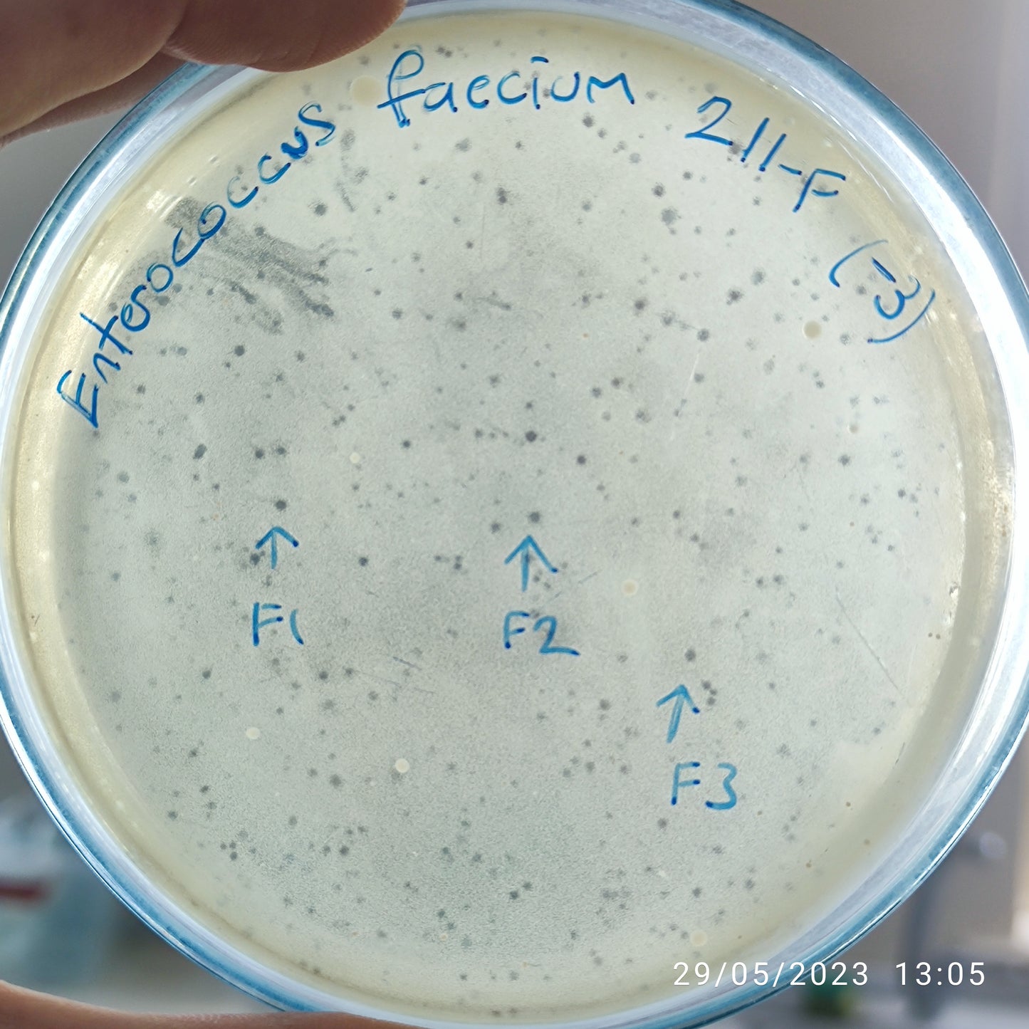 Enterococcus faecium bacteriophage 110211F