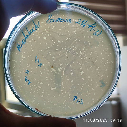 Acinetobacter baumannii bacteriophage 120214F
