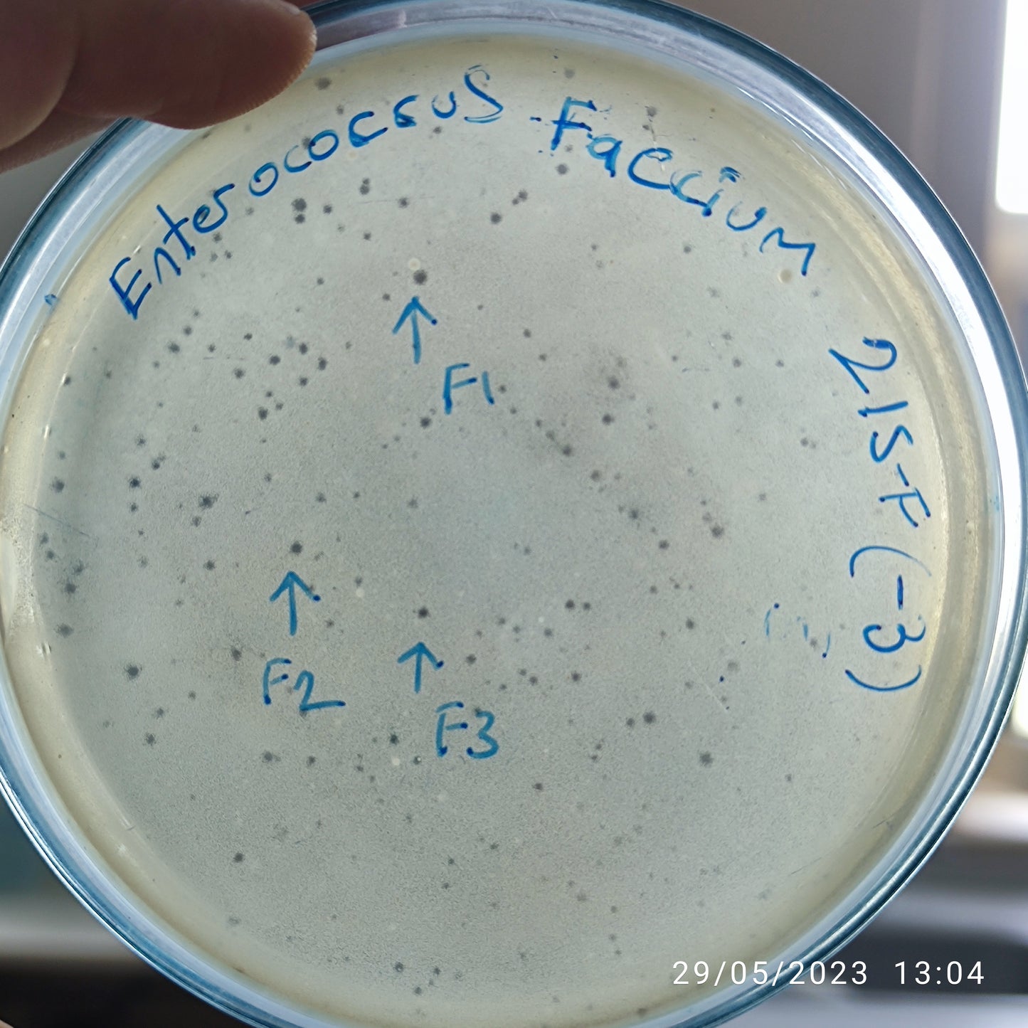 Enterococcus faecium bacteriophage 110215F