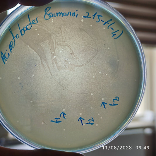 Acinetobacter baumannii bacteriophage 120215F