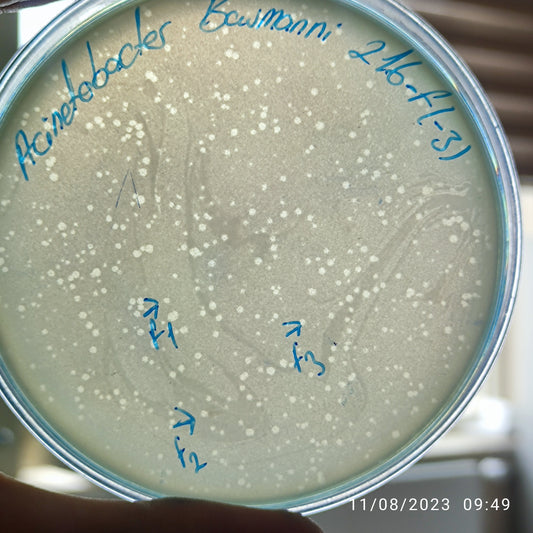 Acinetobacter baumannii bacteriophage 120216F