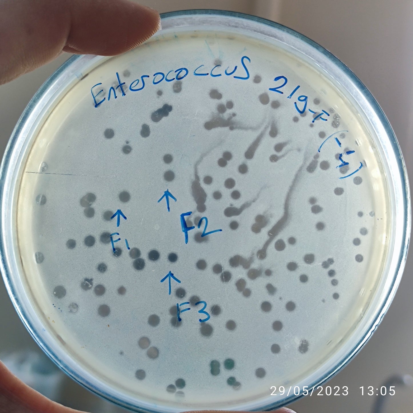 Enterococcus faecium bacteriophage 110219F