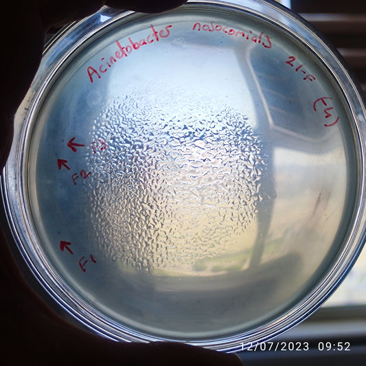 Acinetobacter nosocomialis bacteriophage 128021F