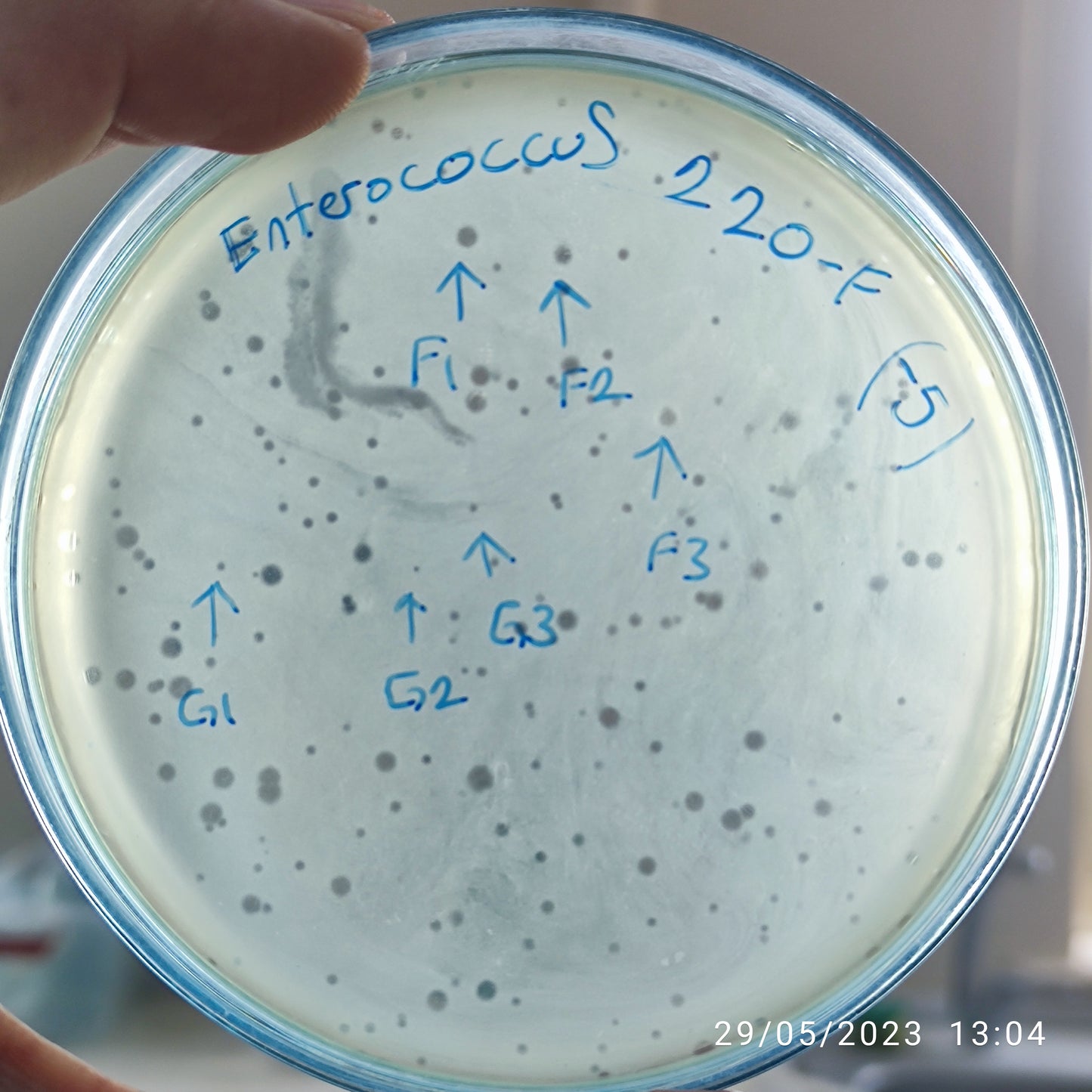 Enterococcus bacteriophage 110220F