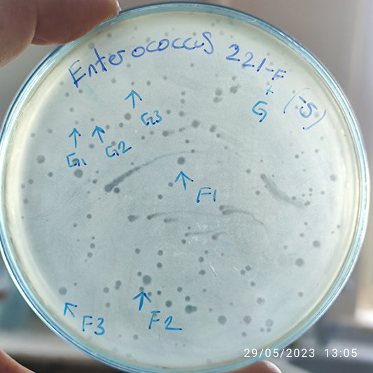 Enterococcus bacteriophage 110221F