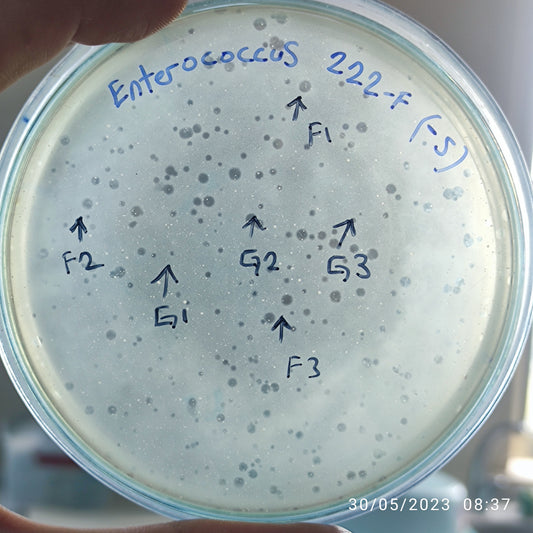 Enterococcus bacteriophage 110222F