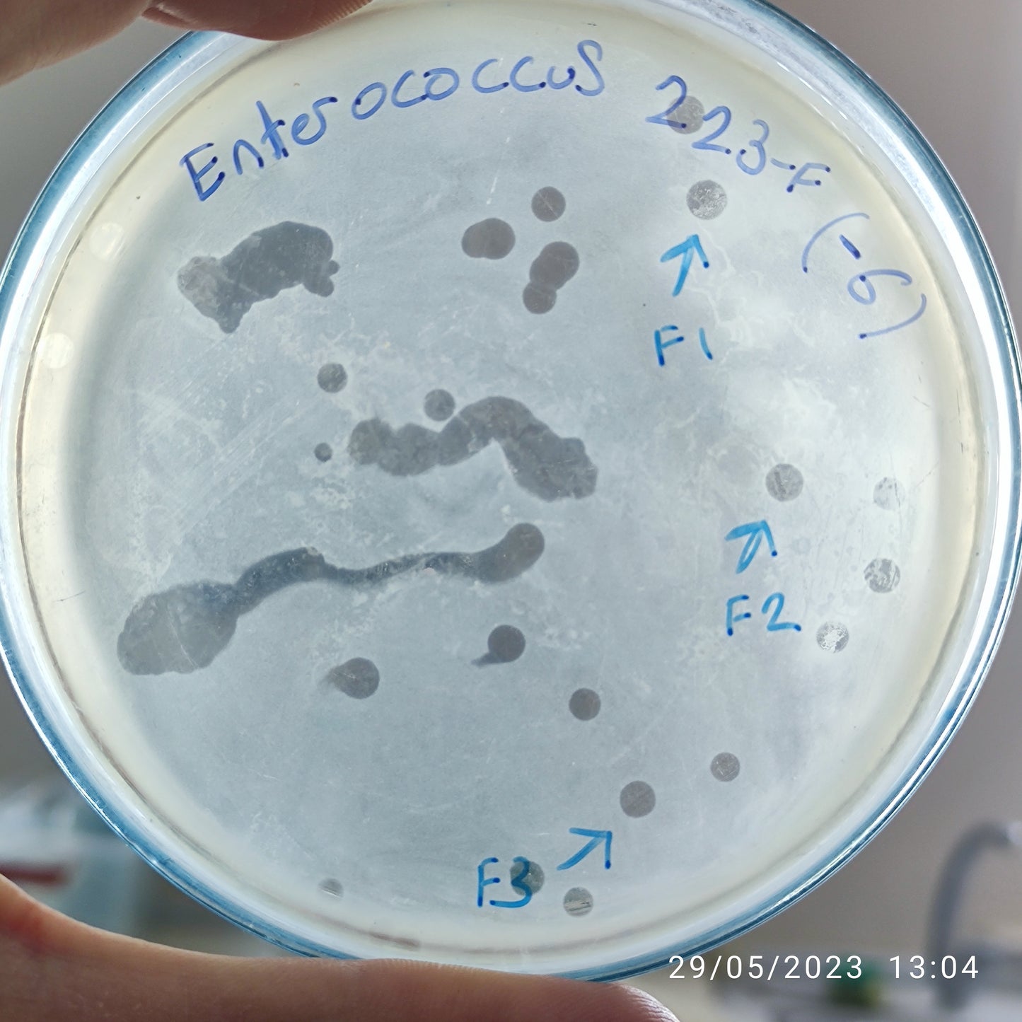 Enterococcus bacteriophage 110223F