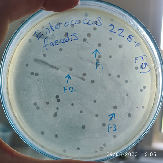 Enterococcus faecalis bacteriophage 110225F
