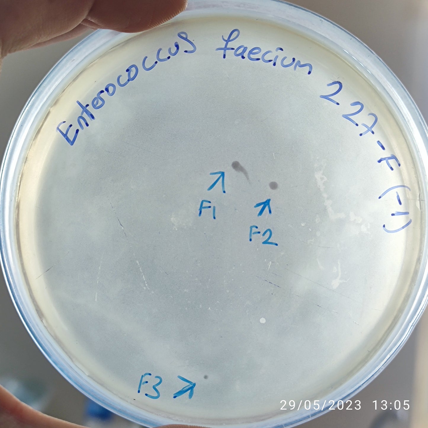 Enterococcus faecium bacteriophage 110227F
