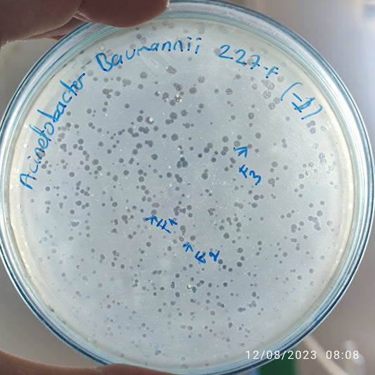 Acinetobacter baumannii bacteriophage 120227F