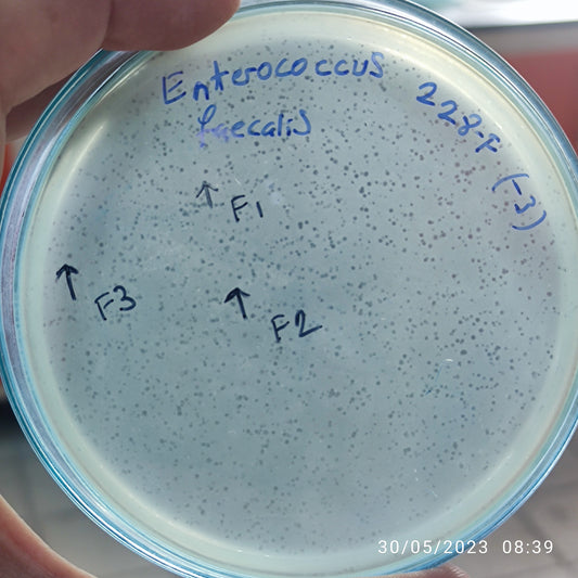 Enterococcus faecalis bacteriophage 110228F