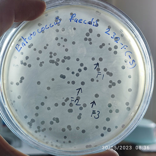 Enterococcus faecalis bacteriophage 110232F