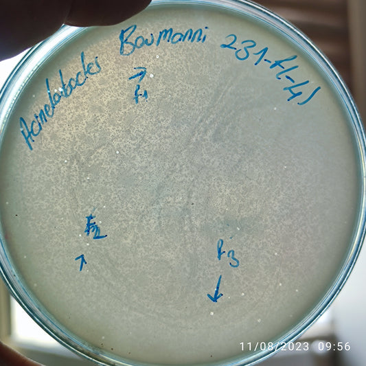 Acinetobacter baumannii bacteriophage 120231F