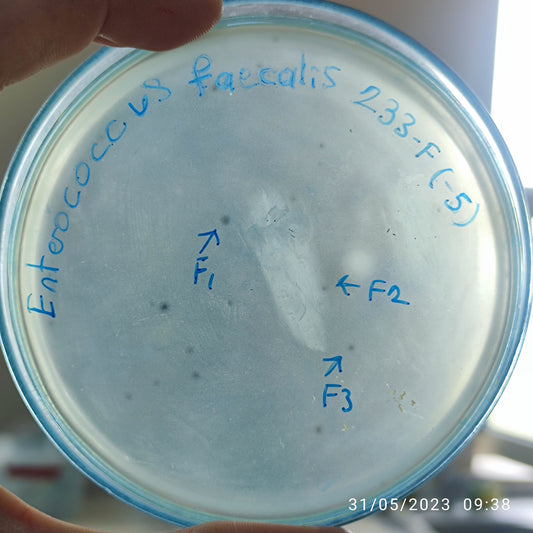 Enterococcus faecalis bacteriophage 110233F