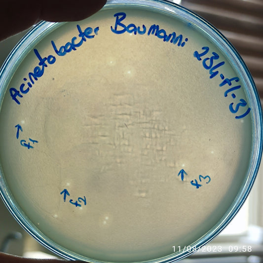 Acinetobacter baumannii bacteriophage 120234F