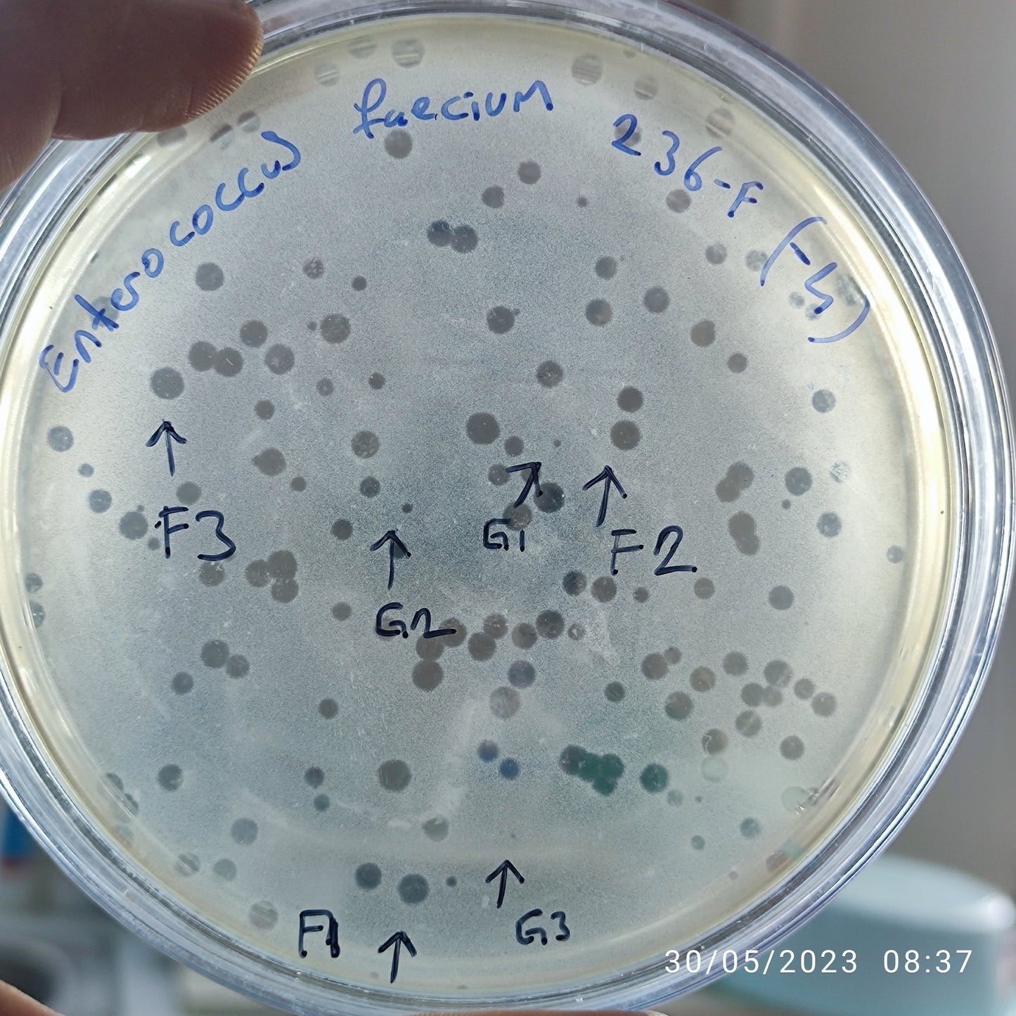 Enterococcus faecium bacteriophage 110236F