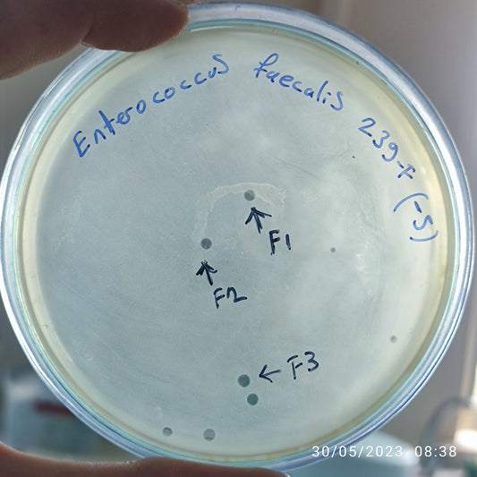 Enterococcus faecalis bacteriophage 110239F