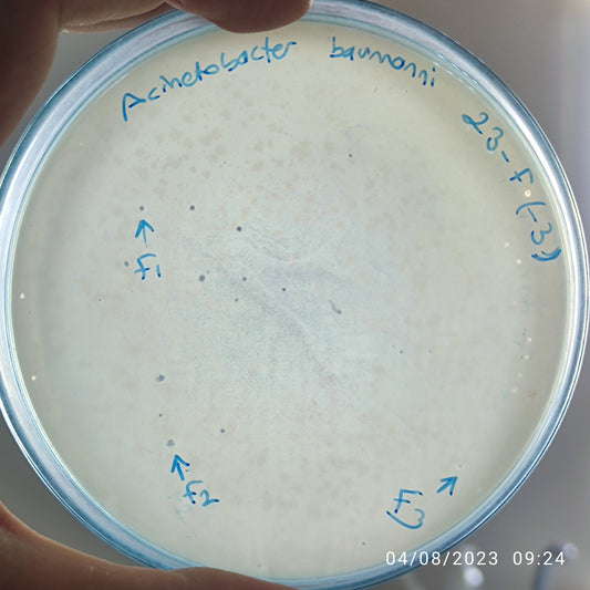 Acinetobacter baumannii bacteriophage 120023F