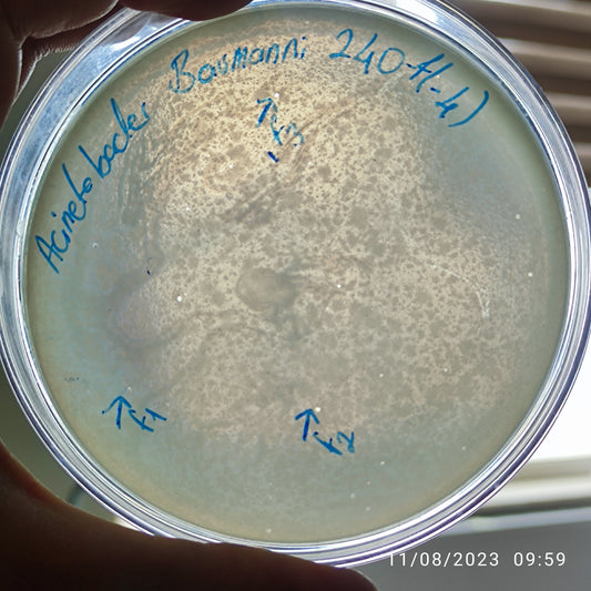 Acinetobacter baumannii bacteriophage 120240F