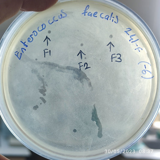 Enterococcus faecalis bacteriophage 110241F