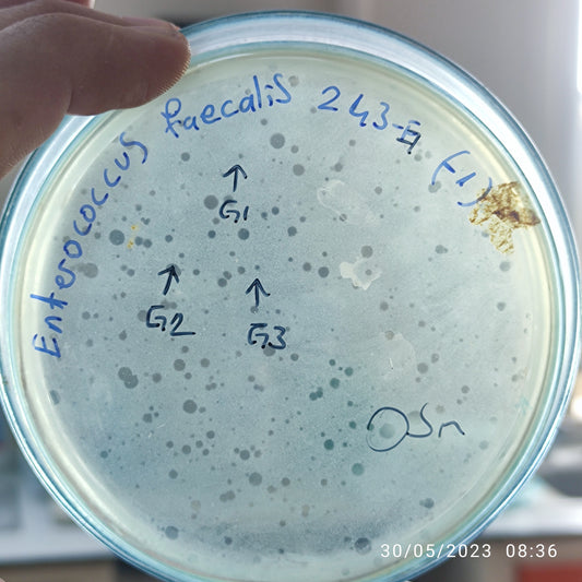 Enterococcus faecalis bacteriophage 110243G
