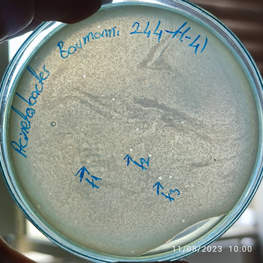 Acinetobacter baumannii bacteriophage 120244F